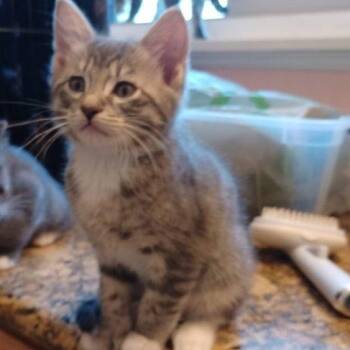 Rescue Domestic Short Hair Cats for Adoption in San Jose, California - Sissy | PetCurious