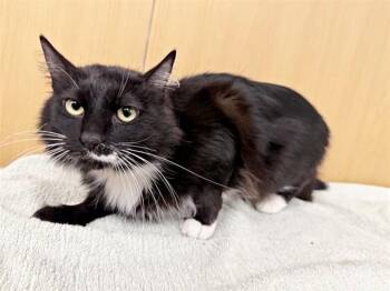 Domestic Short Hair Cats Available for Adoption - HOPPER | PetCurious