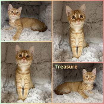 Treasure -  Domestic Short Hair Cat for Adoption in Windy Hills, Kentucky - Treasure | PetCurious