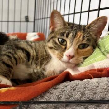 Domestic Short Hair Cats Available for Adoption - Bronwyn | PetCurious