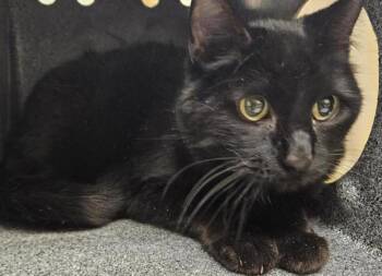 Rescue Domestic Short Hair Cats for Adoption in Pocatello, Idaho - Penelope 45285 | PetCurious