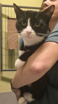 Rescue Domestic Short Hair Cats for Adoption in Dickson, Tennessee - Purrsilla | PetCurious