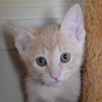 Midas -  Domestic Short Hair Cat for Adoption in Bulverde, Texas - Midas | PetCurious
