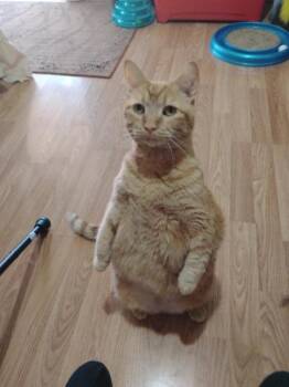 Rescue Domestic Short Hair Cats for Adoption in Athens, Alabama - PUMPKIN | PetCurious