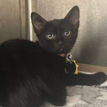 CO0495 Ficifolia -  Domestic Short Hair Cat for Adoption in Port Washington, New York - CO0495 Ficifolia | PetCurious