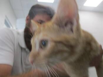 GAMORA -  Domestic Short Hair Cat for Adoption in Ocala, Florida - GAMORA | PetCurious