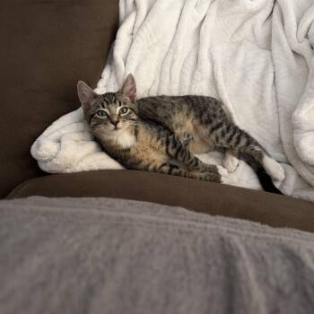 Schmidt -  Domestic Short Hair and Tabby Cat for Adoption in Maple Valley, Washington - Schmidt | PetCurious