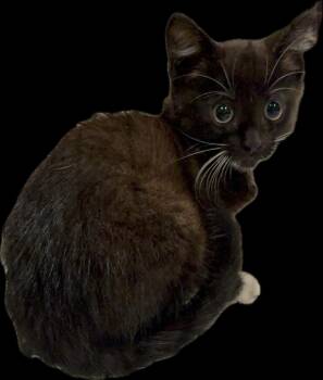 Pebbles -  Domestic Medium Hair Cat for Adoption in The Woodlands, Texas - Pebbles | PetCurious