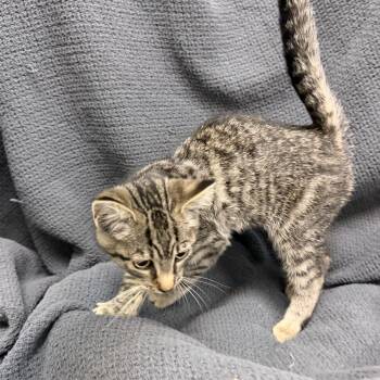 Rocco -  Domestic Short Hair Cat for Adoption in Latrobe, Pennsylvania - Rocco | PetCurious
