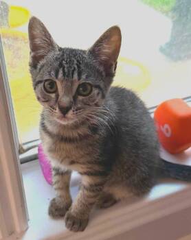 Rockette -  Domestic Short Hair Cat for Adoption in Magnolia, Texas - Rockette | PetCurious