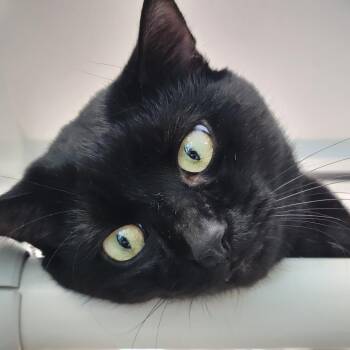 Domestic Short Hair Cats Available for Adoption - Whitley | PetCurious