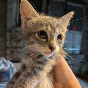 Tulle -  Domestic Short Hair Cat for Adoption in Fairfax Station, Virginia - Tulle | PetCurious
