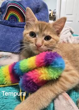 Tempura -  Tabby Cat for Adoption in Cottonwood Heights, Utah - Tempura | PetCurious