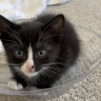 Domestic Short Hair Cats Available for Adoption in Eagle Mountain, Utah - Pepper Engstrom | PetCurious