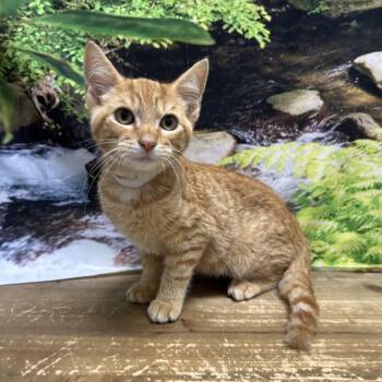 Rockets -  Domestic Short Hair Cat for Adoption in Normal, Illinois - Rockets | PetCurious