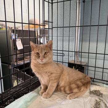 Domestic Short Hair Cats Available for Adoption - Hazel | PetCurious