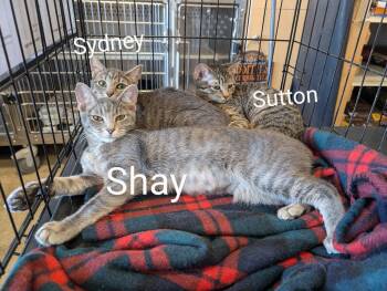 Rescue Domestic Short Hair Cats for Adoption in Cleburne, Texas - Sydney | PetCurious