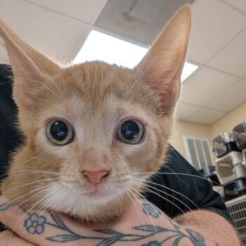 Jumbo Shrimp -  Domestic Short Hair Cat for Adoption in Titusville, Florida - Jumbo Shrimp | PetCurious