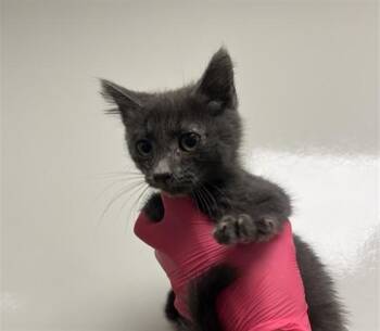 FRITO -  Domestic Medium Hair Cat for Adoption in Ontario, California - FRITO | PetCurious