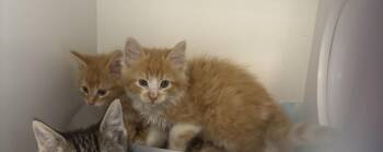 Peter -  Domestic Long Hair Cat for Adoption in Greenfield, Indiana - Peter | PetCurious