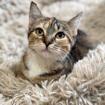Rescue Domestic Short Hair Cats for Adoption in Rochester, Minnesota - Autumn | PetCurious
