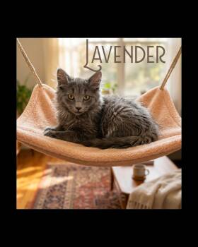 Lavender -  Nebelung Cat for Adoption in Monrovia, California - Lavender | PetCurious