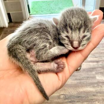 Domestic Short Hair Cats Available for Adoption in Evensville, Tennessee - Tommen | PetCurious