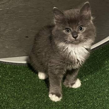Wawa -  Domestic Short Hair Cat for Adoption in Kennebunk, Maine - Wawa | PetCurious