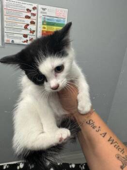Sally Salamander -  Domestic Short Hair Cat for Adoption in Bloomington, Indiana - Sally Salamander | PetCurious