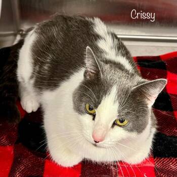 Domestic Short Hair Cats Available for Adoption - Crissy | PetCurious