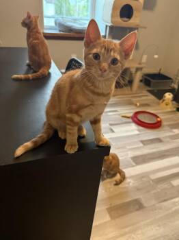 Domestic Short Hair Cats Available for Adoption in Greenwich Township, New Jersey - Dolce | PetCurious
