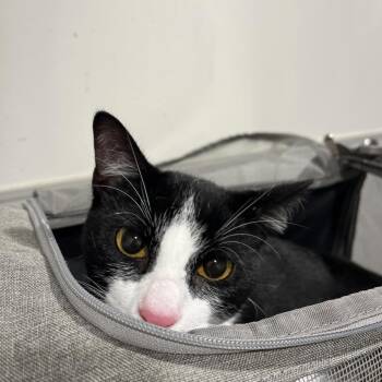 Shadow -  Domestic Short Hair Cat for Adoption in Tampa, Florida - Shadow | PetCurious