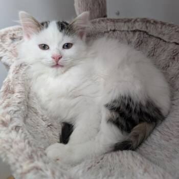 Iroh -  Domestic Medium Hair Cat for Adoption in Puslinch, Ontario - Iroh | PetCurious