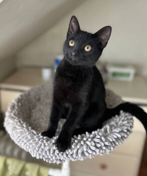 Rescue Domestic Short Hair Cats for Adoption in Newtown Square, Pennsylvania - Olive | PetCurious