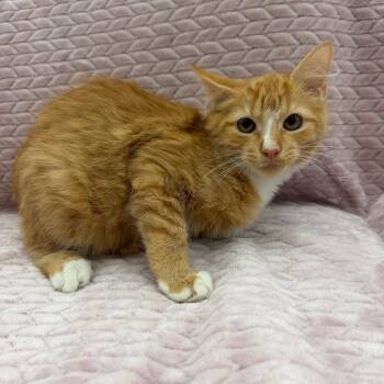 Vicki -  Domestic Medium Hair Cat for Adoption in Raleigh, North Carolina - Vicki | PetCurious