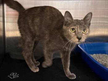 Fawn -  Domestic Short Hair Cat for Adoption in Fall River, Massachusetts - Fawn | PetCurious