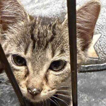 Andy -  American Shorthair Cat for Adoption in Mount Vernon, Arkansas - Andy | PetCurious