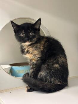 Dusty/Twix (Seminole)) -  Domestic Medium Hair Cat for Adoption in Johnson City, Tennessee - Dusty/Twix (Seminole)) | PetCurious