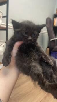 Butterfly -  Domestic Short Hair Cat Available for Adoption in Lawrenceville, Georgia - Butterfly | PetCurious