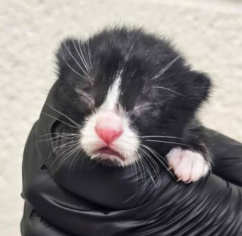 Mira -  Domestic Short Hair Cat for Adoption in Nashville, Tennessee - Mira | PetCurious