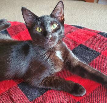 Siamese and Domestic Short Hair Cats Available for Adoption - Bitsie | PetCurious