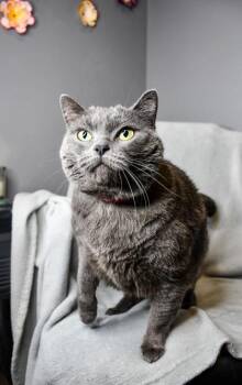 Russian Blue and British Shorthair Cats Available for Adoption in Yakima, Washington - Nube | PetCurious