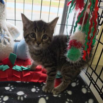 Tabby Cats Available for Adoption in Clarksville, Virginia - Claudia | PetCurious