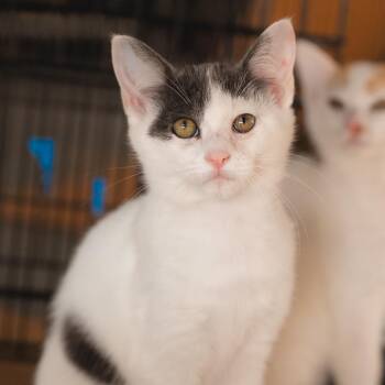 Domestic Short Hair Cats Available for Adoption in Long Beach, California - Tom | PetCurious