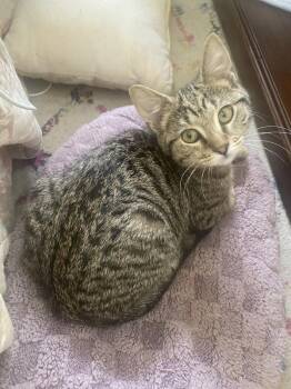 Ram -  Domestic Short Hair Cat for Adoption in Nashville, Tennessee - Ram | PetCurious