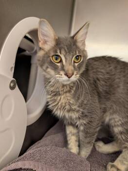Pom Pom -  Domestic Medium Hair Cat for Adoption in Santa Rosa, California - Pom Pom | PetCurious