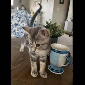 Domestic Short Hair Cats Available for Adoption in Prescott, Arizona - Misty | PetCurious