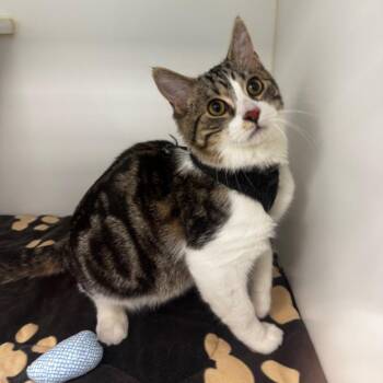 Domestic Short Hair Cats Available for Adoption in Clavet, Saskatchewan - Summit | PetCurious