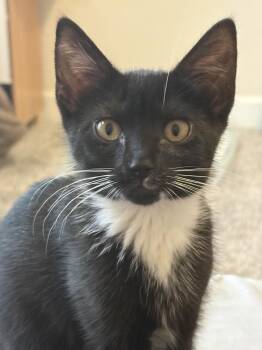 Monroe -  Domestic Short Hair Cat for Adoption in Virginia Beach, Virginia - Monroe | PetCurious