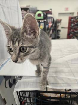 Domestic Short Hair Cats Available for Adoption in Dallas, Texas - Cheyenne 8154 | PetCurious